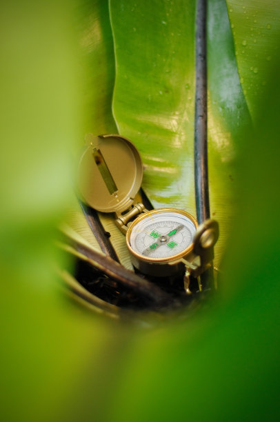 丛林中的指南针图片下载