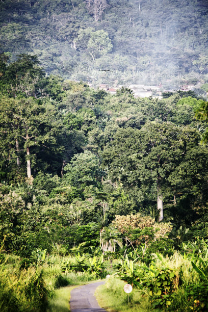 丛林之路与村庄图片下载