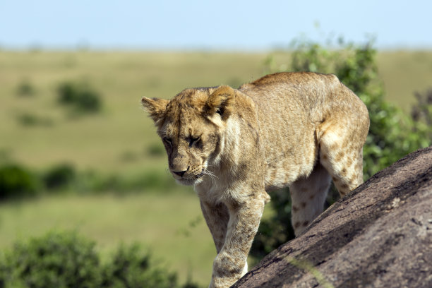 野外母狮图片下载
