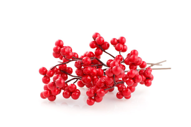 冬莓圣诞树枝上有红色的冬青浆果图片下载