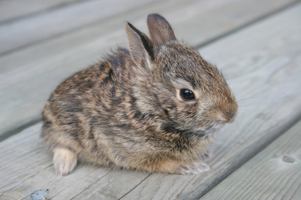 可爱的兔子图片素材ID：146393524