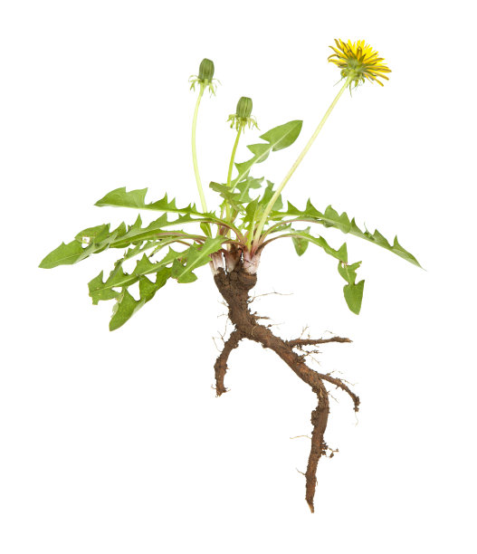 蒲公英的根图片下载