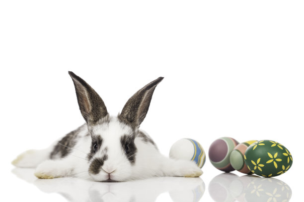复活节兔子图片下载