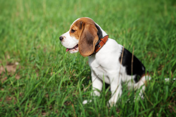 小猎犬小狗坐在绿色的草地上图片下载