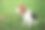 小猎犬小狗坐在绿色的草地上图片下载