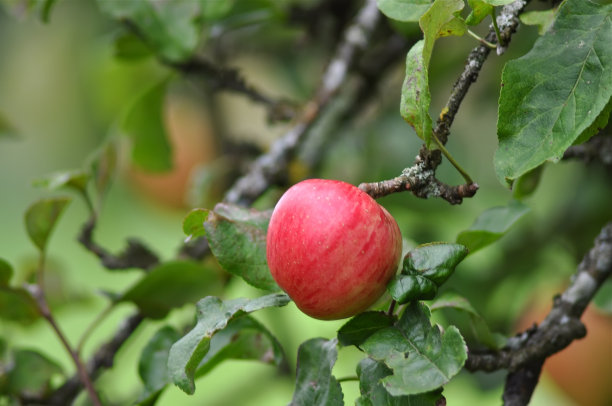红苹果图片下载
