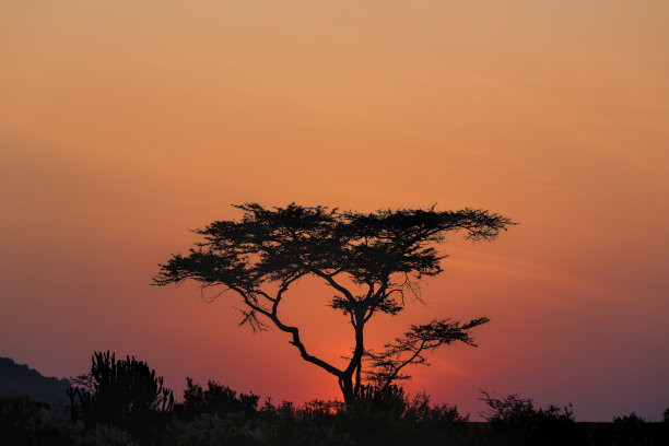 日出时分的非洲金合欢树图片下载