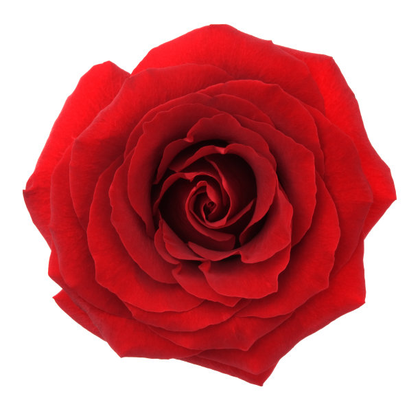 玫瑰。图片下载