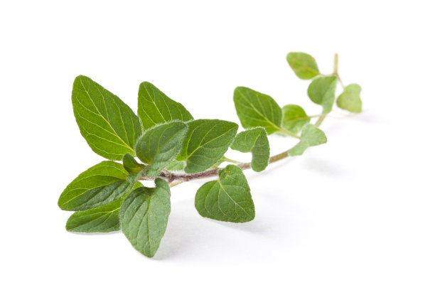 有机希腊牛至的细枝图片下载