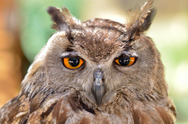 猫头鹰的肖像图片下载