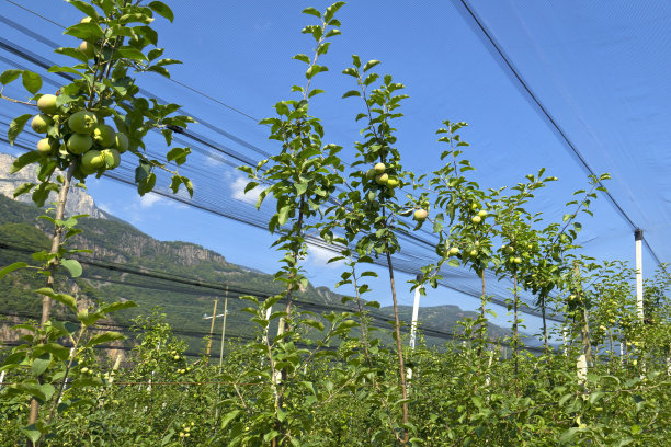 有防护网的苹果园图片下载