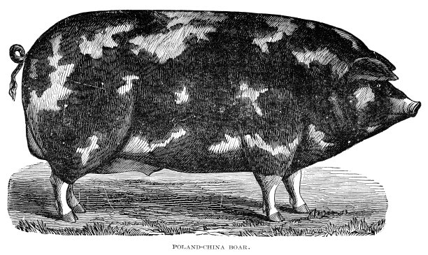 猪插画素材ID：146456272