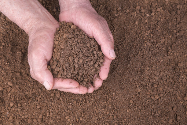 种植:污垢图片下载