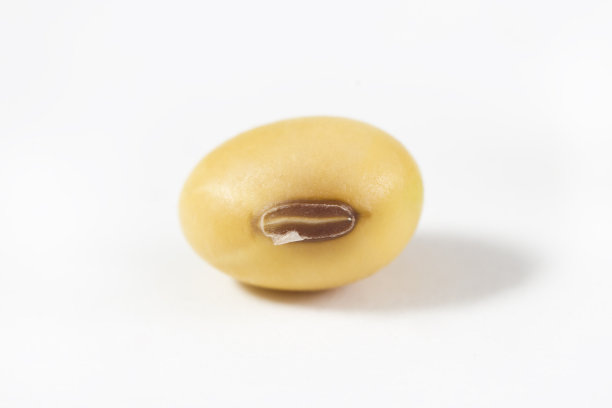 大豆图片素材ID：146472298