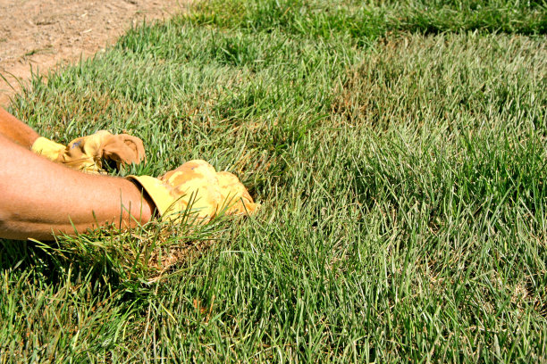 景观美化-新的草皮草图片下载