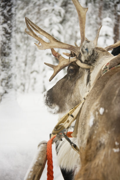 驯鹿狩猎图片下载