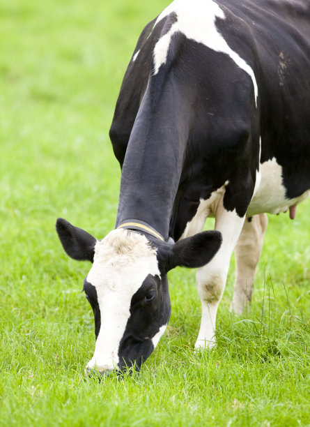 黑白花奶牛荷斯坦奶牛图片下载