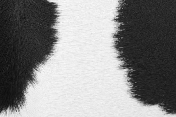 白色和黑色奶牛的特写图片下载