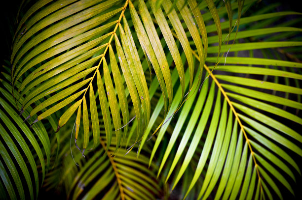 多个棕榈叶图片下载