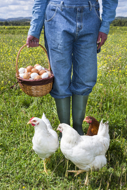 有机鸡蛋农民图片下载