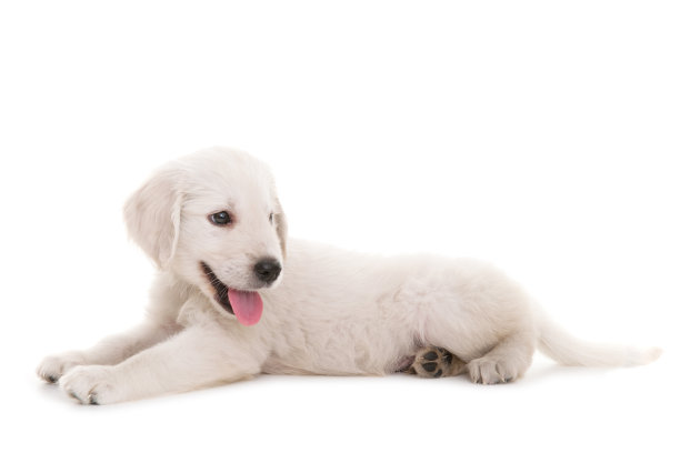 金毛猎犬图片下载