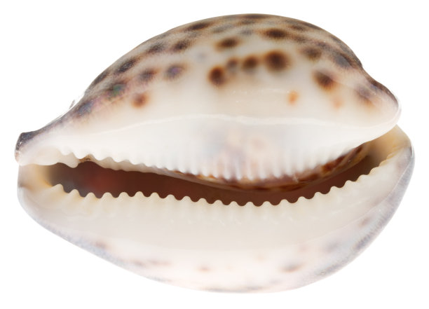 白色背景上孤立的贝壳图片下载