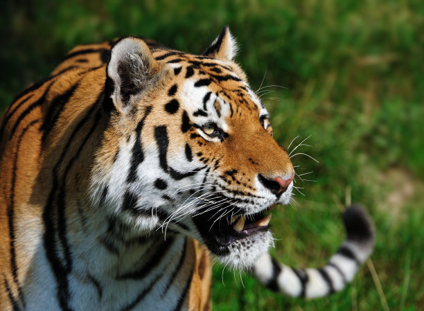 老虎的画像图片下载