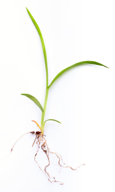 草芽和根图片下载