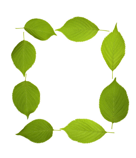叶框架图片下载