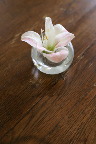 白色的兰花图片下载