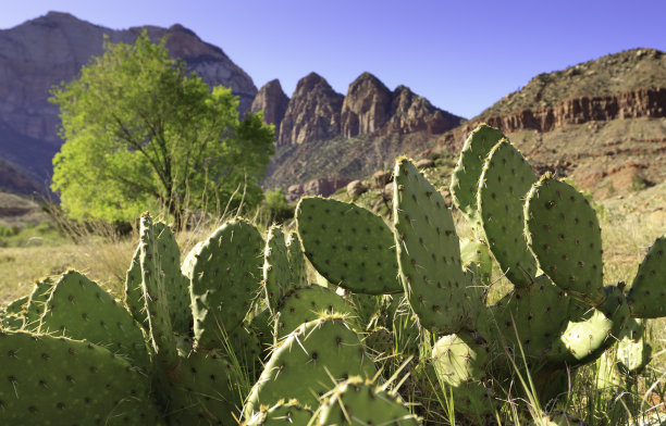 沙漠里的仙人掌图片下载