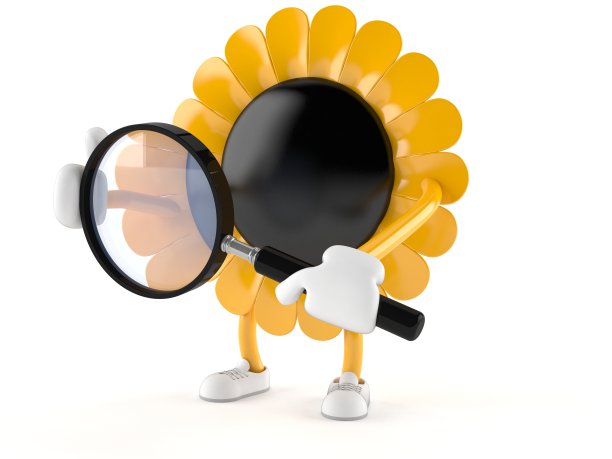 向日葵图片下载