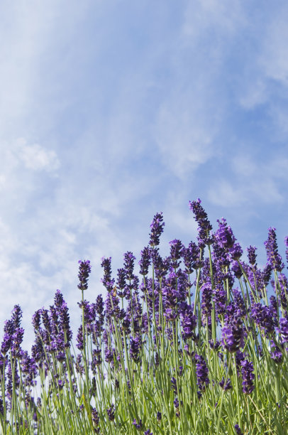 薰衣草素材图片