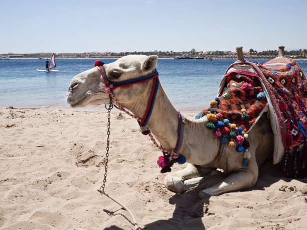 埃及海滩上的骆驼假日图片下载
