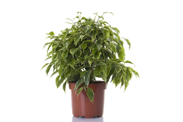 花盆里的本杰明树图片下载