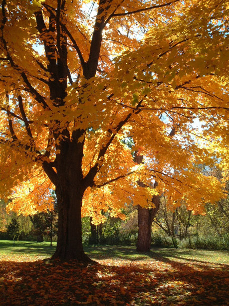金夫人垂直图片下载