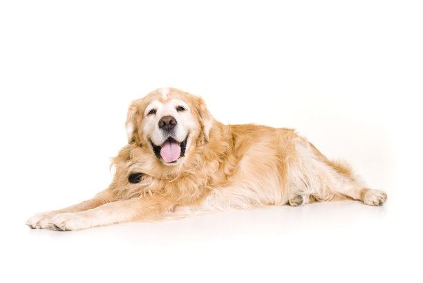 金毛猎犬图片下载