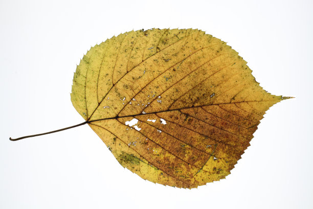 榛子秋叶图片下载