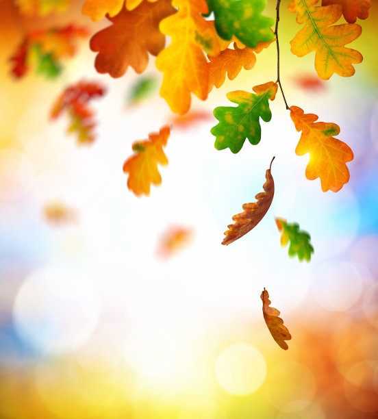 橡树叶下降图片下载