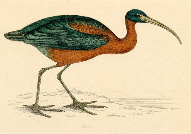 古书插图:宜必思(1870年)图片下载