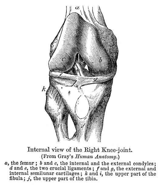 解剖学-右膝关节图片下载