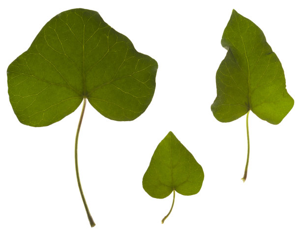 绿色的树叶图片下载