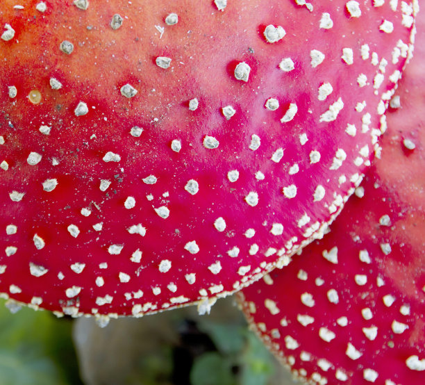 飞木耳菌(白毒伞)详情图片下载