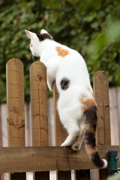 奇怪的猫图片下载