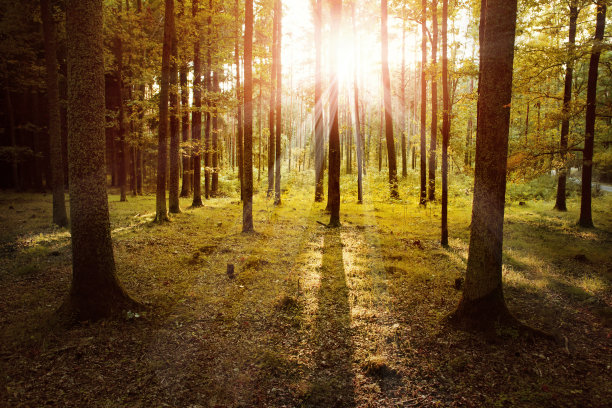 夕阳下的秋天森林图片下载