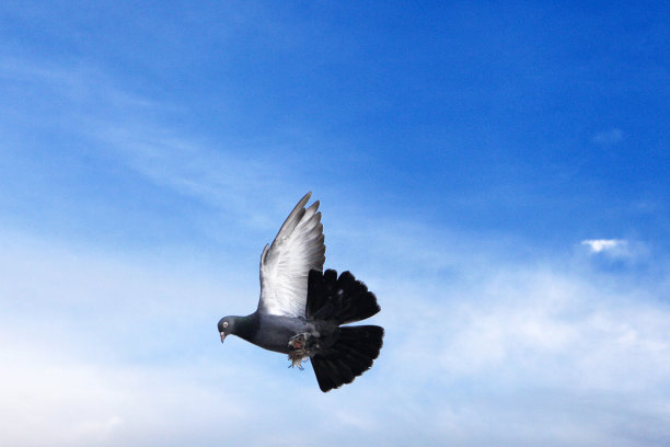 鸽子在飞行中图片下载