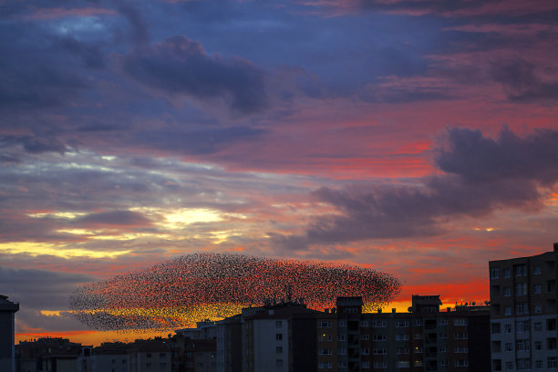 欧掠鸟图片下载