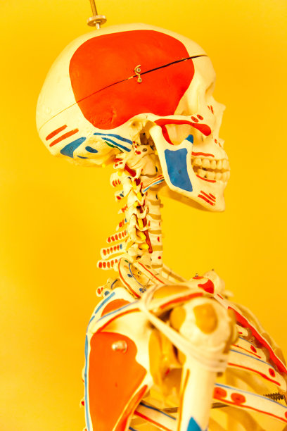 人类头骨图片下载