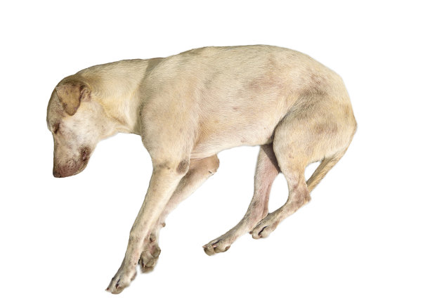 在加那利岛睡觉的母杂种孤立在白色上图片下载