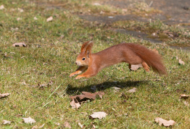 欧亚奔跑红松鼠(Sciurus vulgaris)图片下载